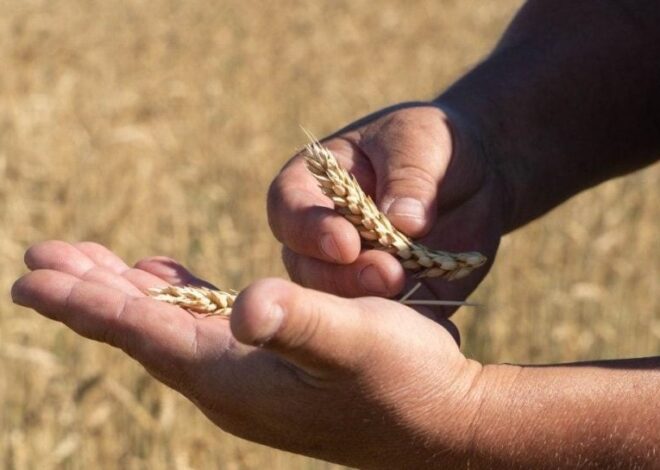 Брюссель подготовил ограничения для украинской сельскохозпродукции