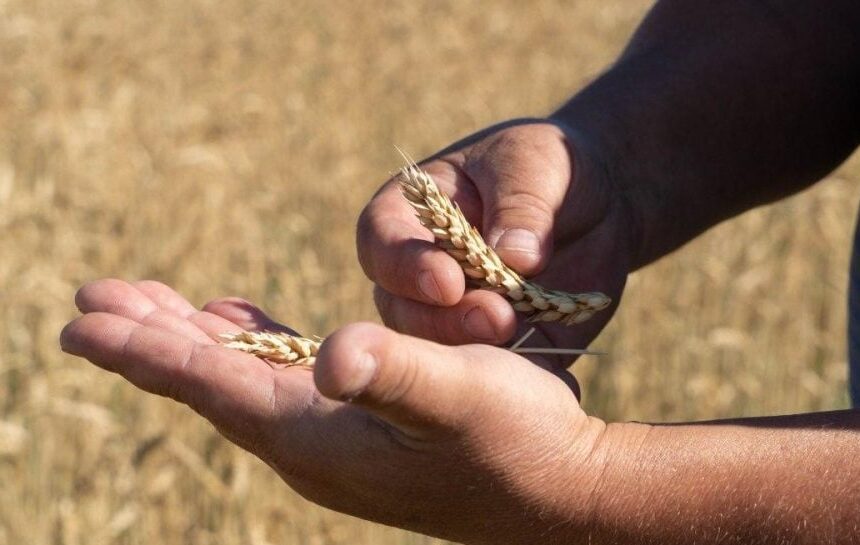 Брюссель подготовил ограничения для украинской сельскохозпродукции