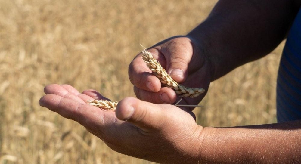 Брюссель подготовил ограничения для украинской сельскохозпродукции